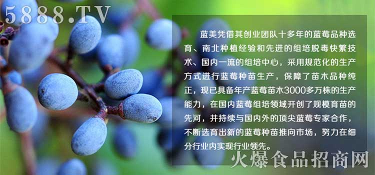 藍莓產(chǎn)品圖片